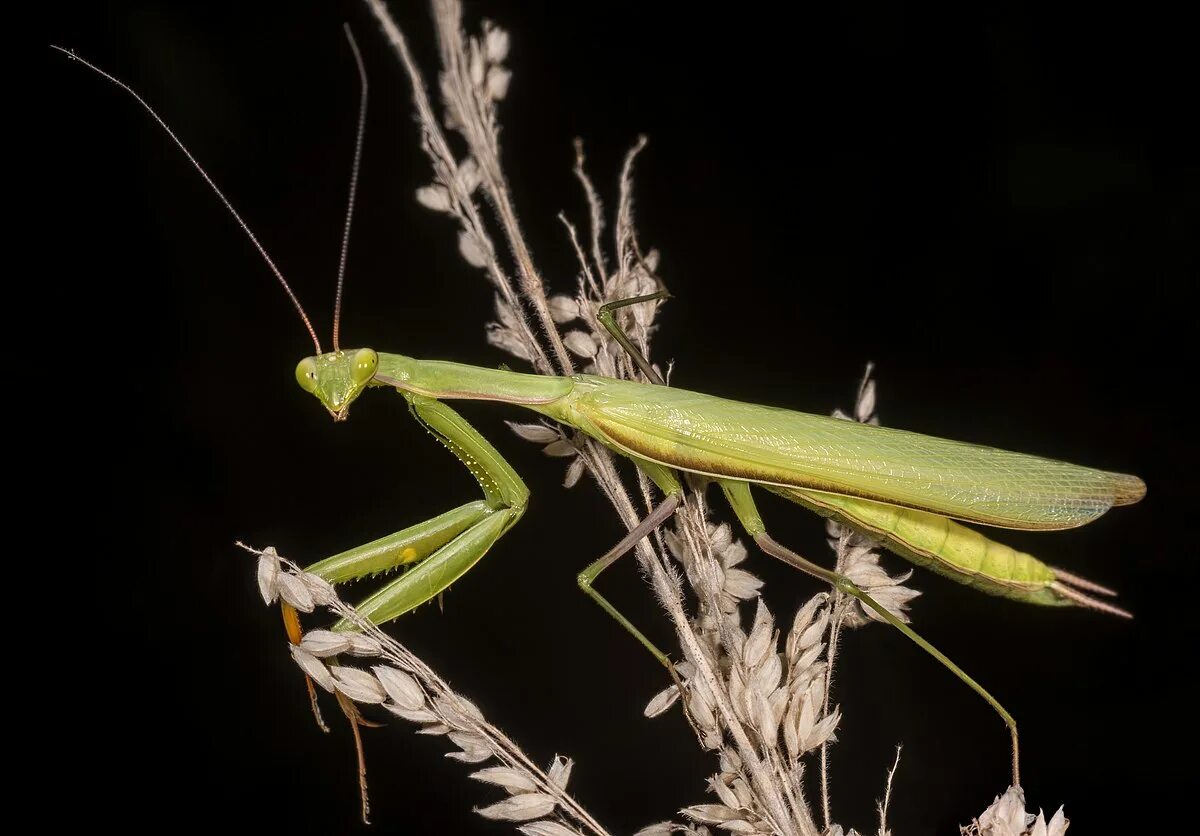 Богомол обыкновенный Mantis religiosa самец. Закавказский древесный богомол. Богомол это Прямокрылые. Отряд Богомоловые (Mantoptera). Настоящих богомолов