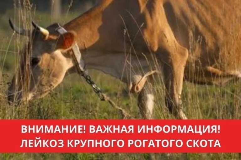 Мероприятия по профилактике лейкоза крс. Лейкоз памятка. Профилактика лейкоза крупного рогатого скота. Лейкоз памятка. Памятка лейкоз крупного рогатого скота.
