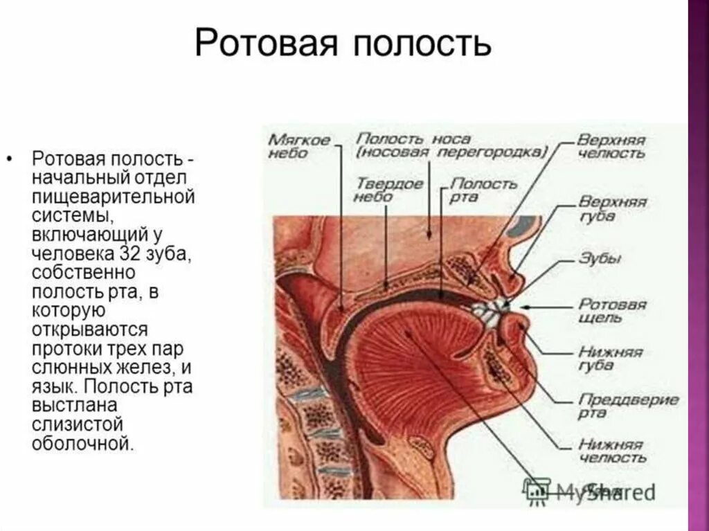 Пищеварительная система полость рта. Пищеварительная система ротовая полость анатомия. Строение ротовой полости и органов пищеварения. Строение пищеварительной системы человека полость рта. Пищеварительная система полости рта