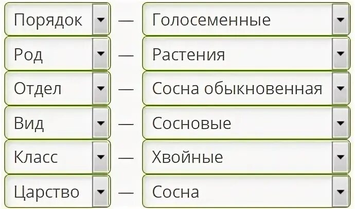 Последовательность системаматического положения. Вид сосна обыкновенная классификация. Систематическая группа сосны