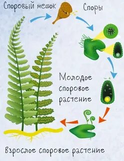 Почему споровые растения получили такое название