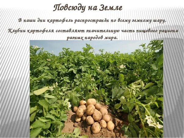Картофель культурное растение. Картофель презентация. Кратко о картошке. Чем полезна картошка для организма. Картофель это овощная культура.
