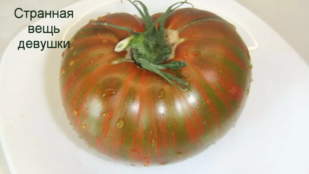 Странная вещь девушки томат фото. Помидоры странная вещь девушки. Сорт томатов странная вещь девочкиной девочки. Томат странная вещь девушки. Томат странная вещь.