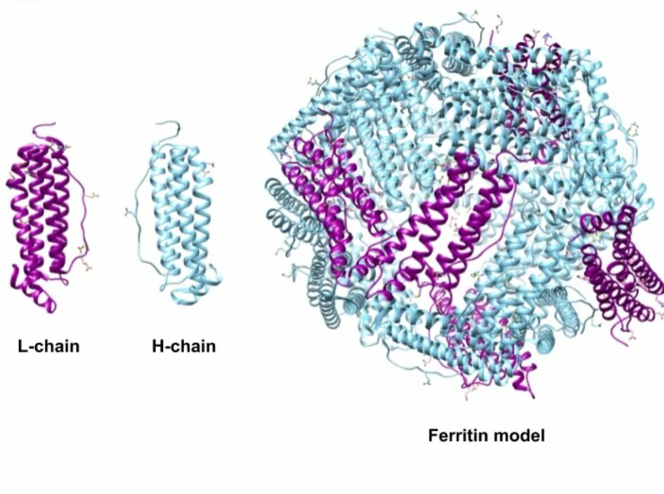 Белки пигменты. Ферритин структура белка. Структура молекулы ферритина. Ферритин депо железа. Ферритин молекула.
