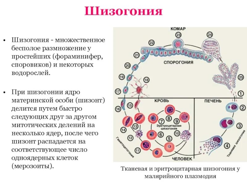 Какое значение для организма имеет размножение