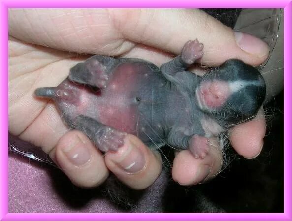 Сколько беременность у кроликов. Новорождённые крольчата. Новорождённым крысята.