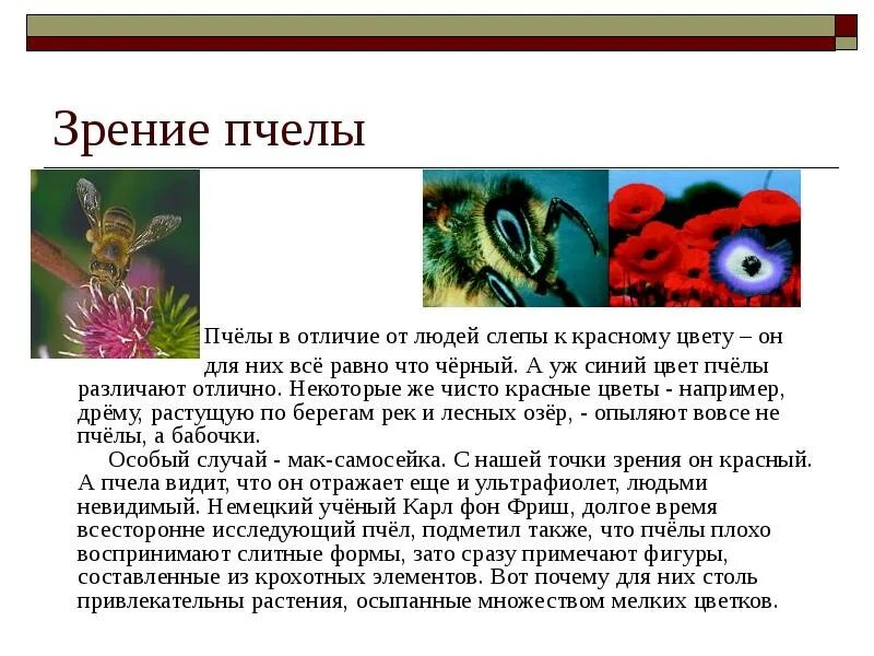 Пример преимущества которое дает насекомым такое зрение Фасеточный глаз насекомых строение