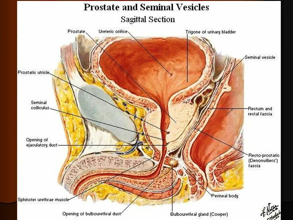 где находится печень и желчный пузырь. месторасположение желчного пузыря. где пузырек. строение мочевого пузыр. где пузырек.