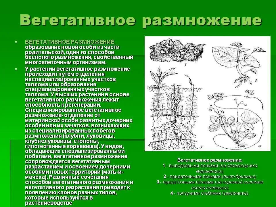 Вегетативное размножение растений. Способы вегетативного размножения. Способы вегетативного размножения выводковыми почками. Вегетативное размножение растений осуществляется с помощью. Вегетативное размножение условия