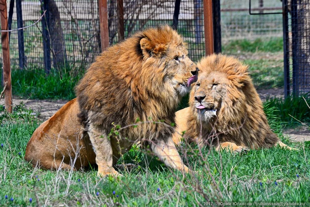 парк львов тайган в крыму. заповедник тайган. заповедник тайган. тайгер парк крым. заповедник тайган.