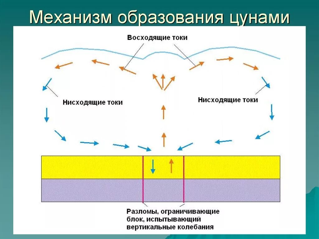 Восходящий и нисходящий ток. Восходящие и нисходящие токи растений. Восходящий ток и нисходящий ток у растений. Схема восходящего и нисходящего токов. Восходящий ток воды.