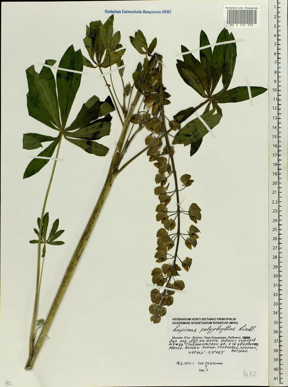 Lupinus polyphyllus гербарий. Lupinus polyphyllus формула цветка. Люпин многолистный строение. Люпин многолистный диаграмма цветка.