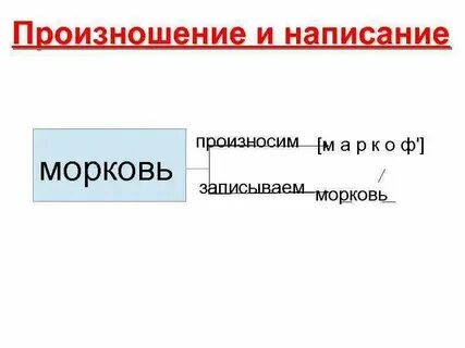 Род слова морковь