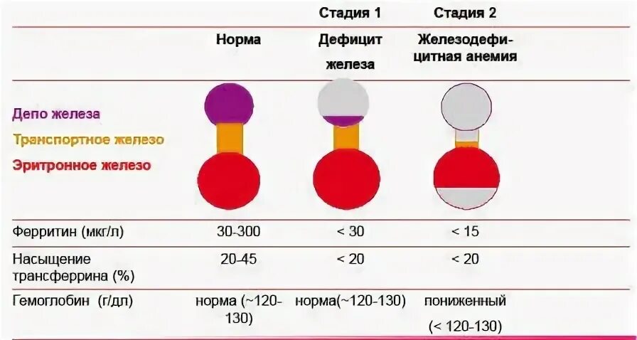 Ферритин норма у женщин после 60 таблица. Показатель ферритина в крови норма у женщин по возрасту таблица. Ферритин норма у женщин по возрасту таблица в НГ/мл. Показатели железа и ферритина в крови норма. Ферритин норма по возрасту.