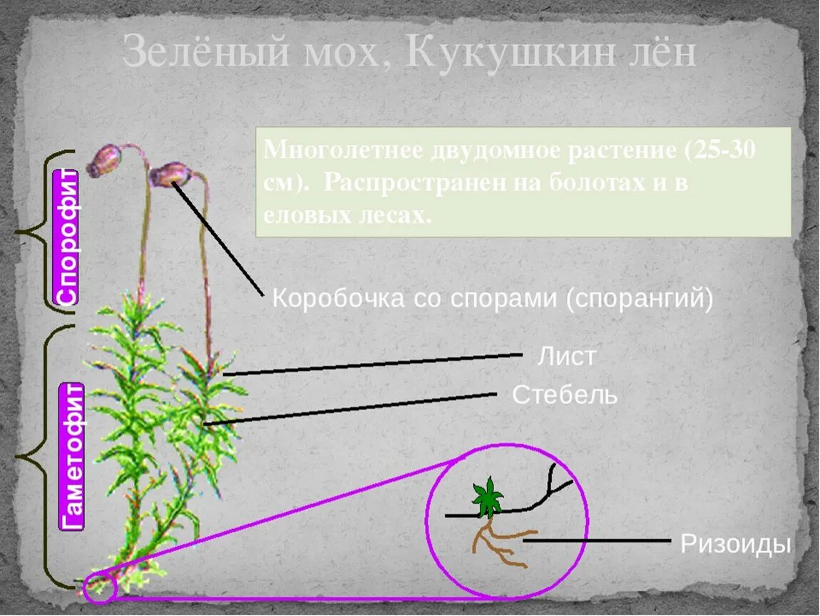 Спорангий сфагнума. Кукушкин лен коробочка со спорами. Кукушкин лен спорангий. Спорангии мха Кукушкин лен. Спорангий моховидных