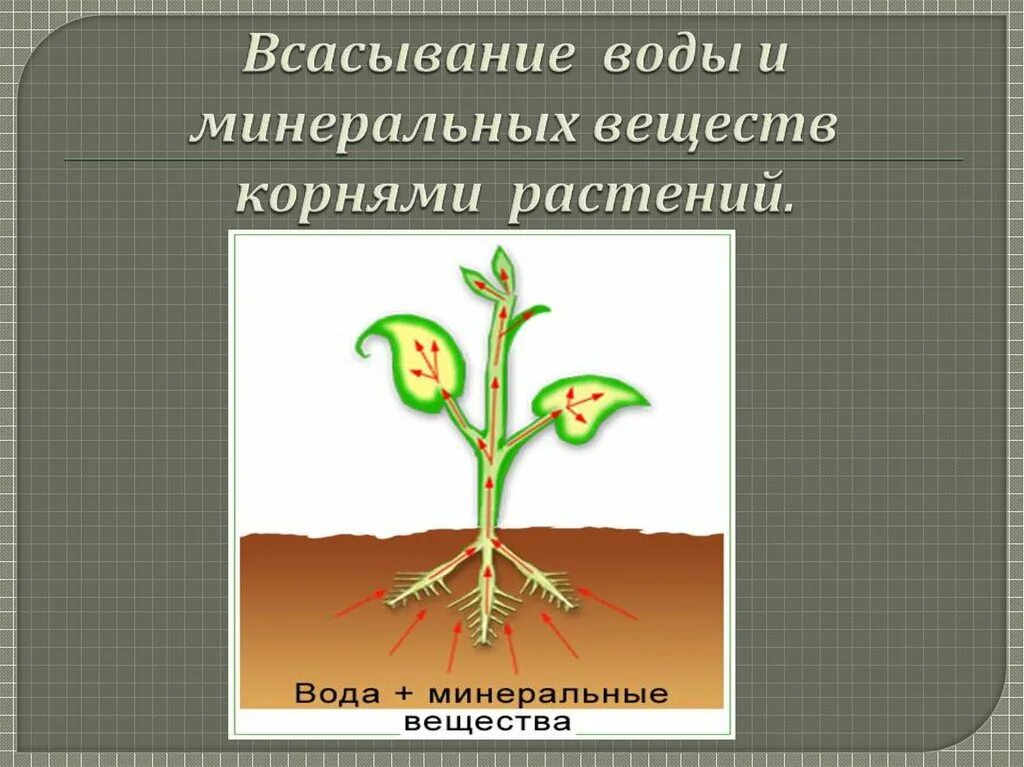 Вода поступает в корень через. Схема продвижение веществ поглощенных корневыми волосками. Всасывание воды и Минеральных веществ. Всасывание воды корнем растений. Всасывание Минеральных веществ корнями.