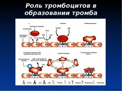 В образовании тромба участвуют