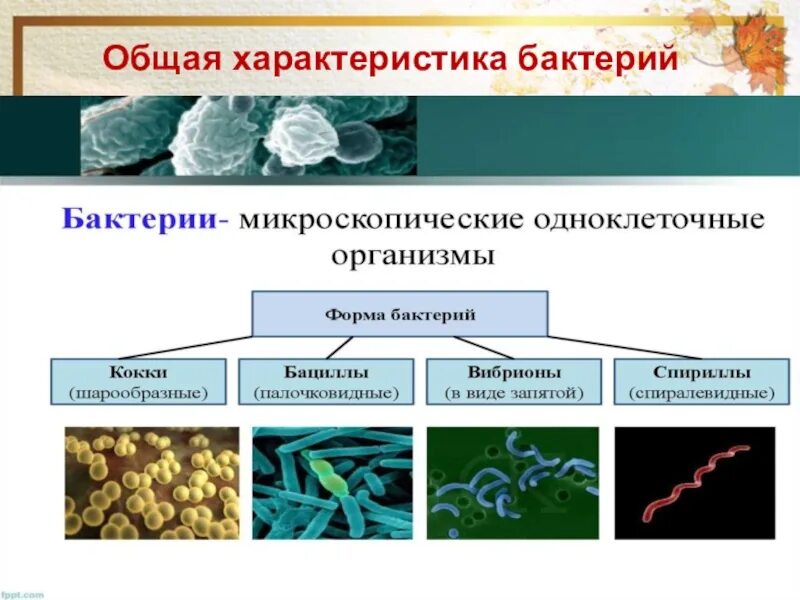 Характеристика бактерий 5 класс биология. Общая характеристика бактерий 6 класс конспект кратко. Общая характеристика бактерий 6 класс кратко. Характеристика бактерий 5 класс.