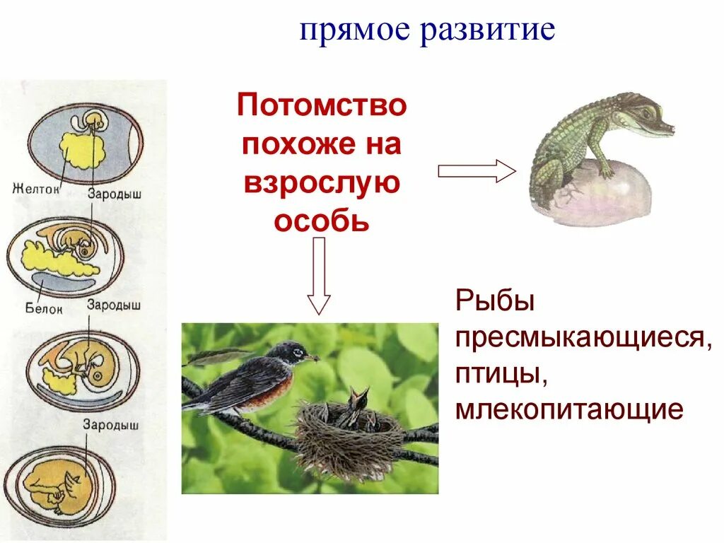 Развитие животных. Рост и развитие животных. Процессы роста и развития животного организма. Пример процесса роста и развития у животных.