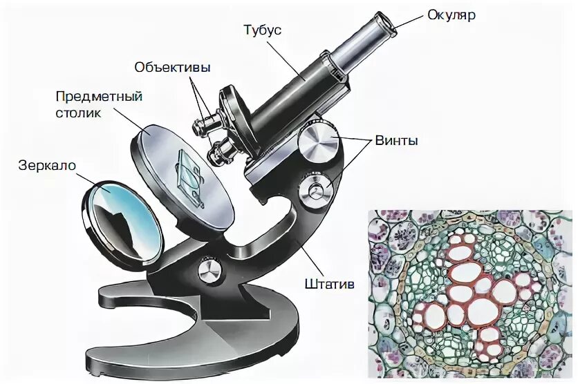 Тубус цифрового микроскопа. Увеличительные приборы 5 класс биология микроскоп. Лупа микроскоп 5g5e. Что такое тубус в микроскопе 5 класс. Карточка увеличительные приборы микроскоп.