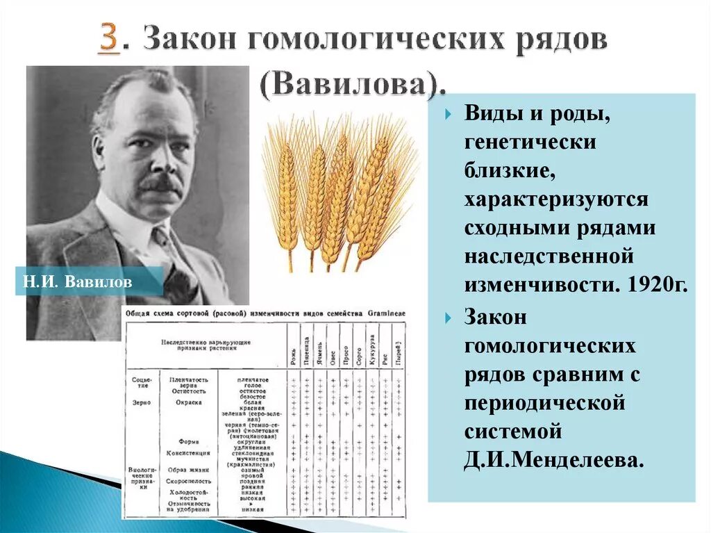 Общебиологическое значение закона гомологических рядов. Закон гомологичных рядов наследственной изменчивости Вавилова. Закон гомологических рядов наследственной изменчивости н.и Вавилова. Вавилов закон гомологических рядов. Закон гомологических рядов изменчивости Вавилова.