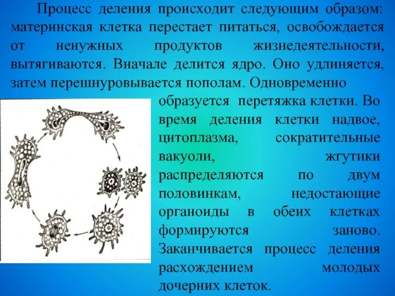 Клеточная перетяжка у каких клеток. Процесс деления. Материнская клетка. В ходе деления образуется клеточная перетяжка?. Процесс деления цитоплазмы.