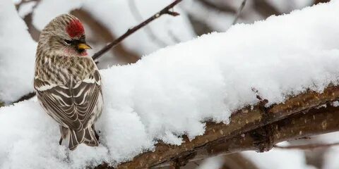 Птицы подмосковья зимой фото