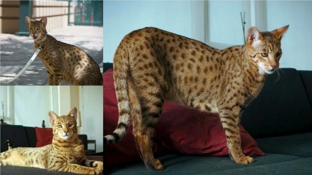 Названия крупных кошек. Ашера (кошка). Большие кошки домашние. Новая пород кошек больших. Самые большие породы домашних кошек.