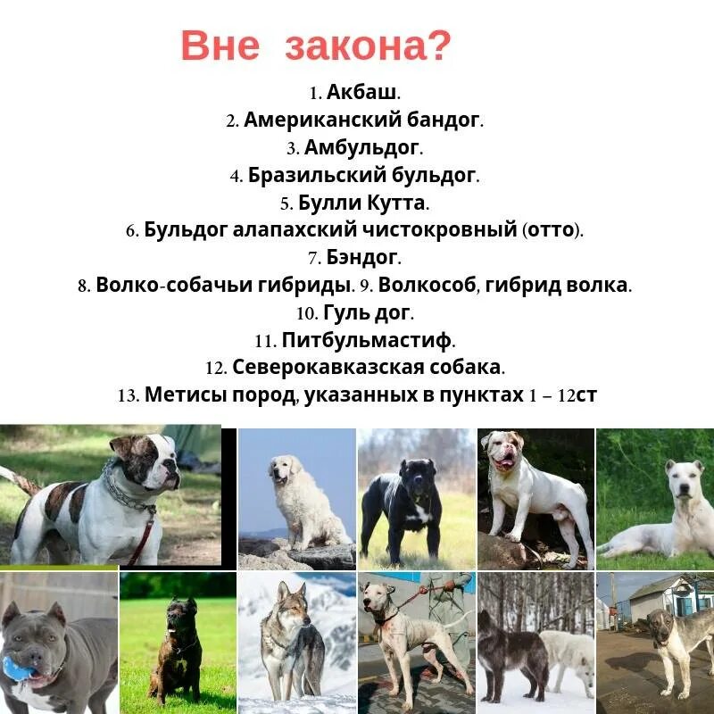 Список собак запрещенных выгулу. Опасные породы собак список. потенциально опасные породы собак. перечень опасных пород собак. список потенциально опасных собак.
