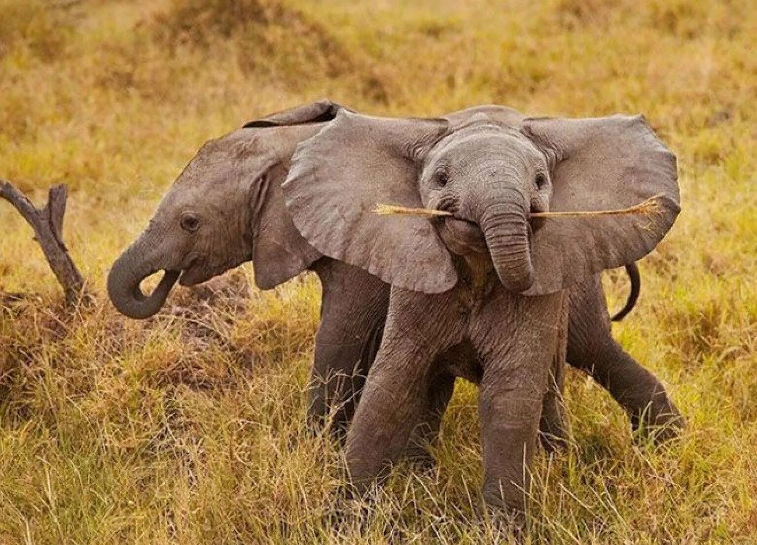Милый слоник. Слоненок. Милые слоны. Слоны фото. Маленький Слоненок.