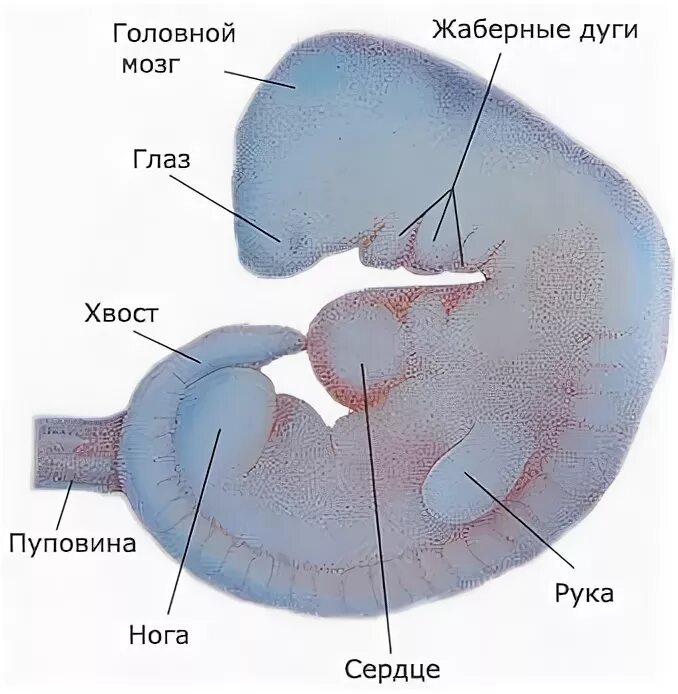 Патология жабер у человека. Жабры и хвост у эмбриона человека. Жаберные щели у эмбриона человека. Хвост у зародыша человека.