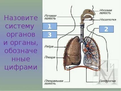 Как называются органы изображенные на рисунке