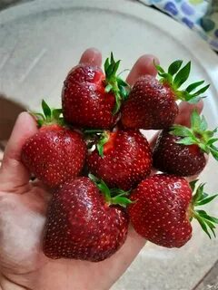 Клубника кулон описание сорта фото отзывы садоводов