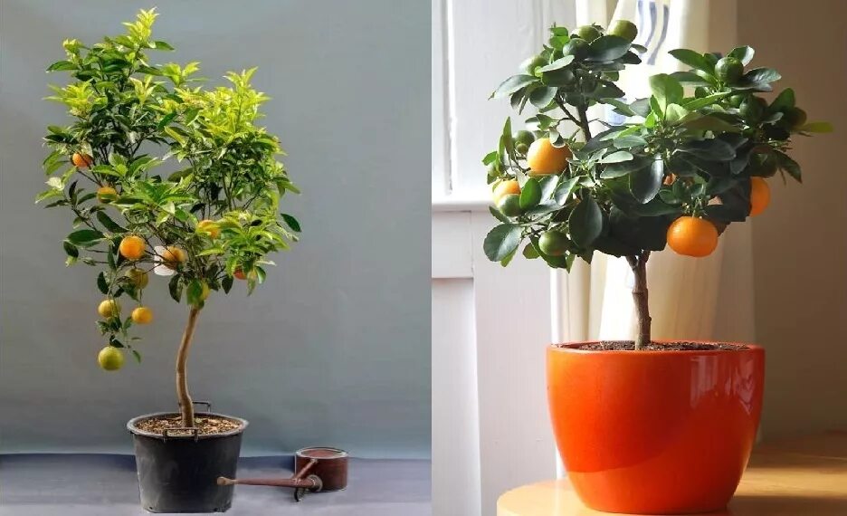 Лимонное дерево хурма дерево. Цветок цитрус каламондин. Цитрофортунелла бонсай. Апельсин сорт валенсия. Мандарин дерево.