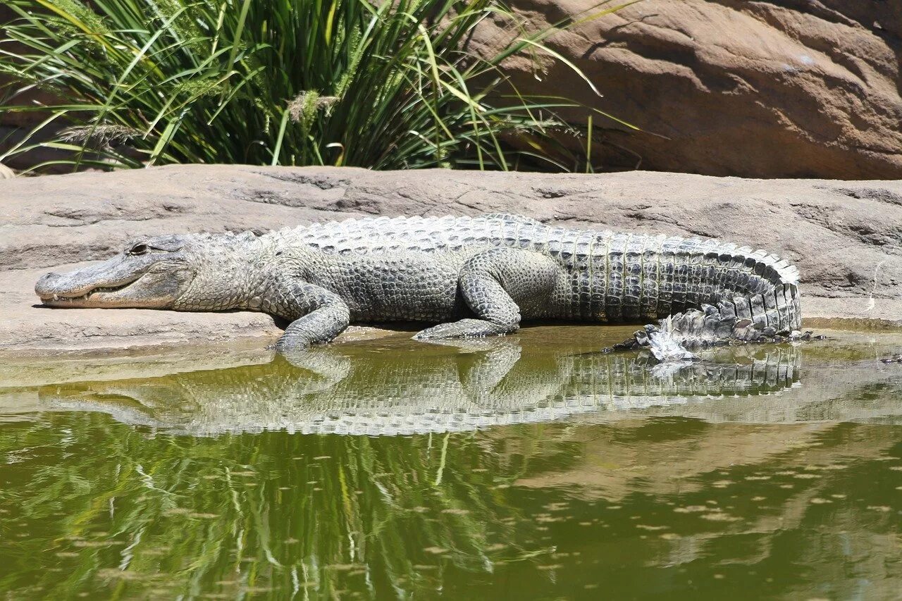 Крокодил про животных. Крокодил Аллигатор Кайман гавиал. Гавиал альбинос. Нильский крокодил и Аллигатор. Сиамский крокодил.