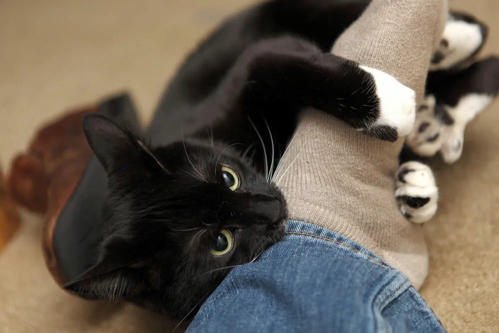 Почему кошка кусает. Ноги кота. Кот кусает ногу. Кошка вцепилась в ногу. Черный кот ласкается.