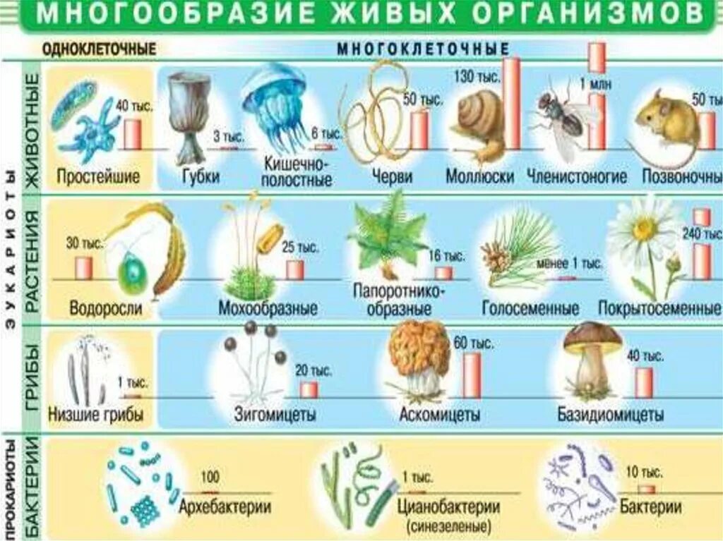 Многообразие организмов на нашей планете. Многообразие живых организмов. Наглядные пособия по биологии. Разнообразие организмов на земле. Многообразие форм живых организмов.