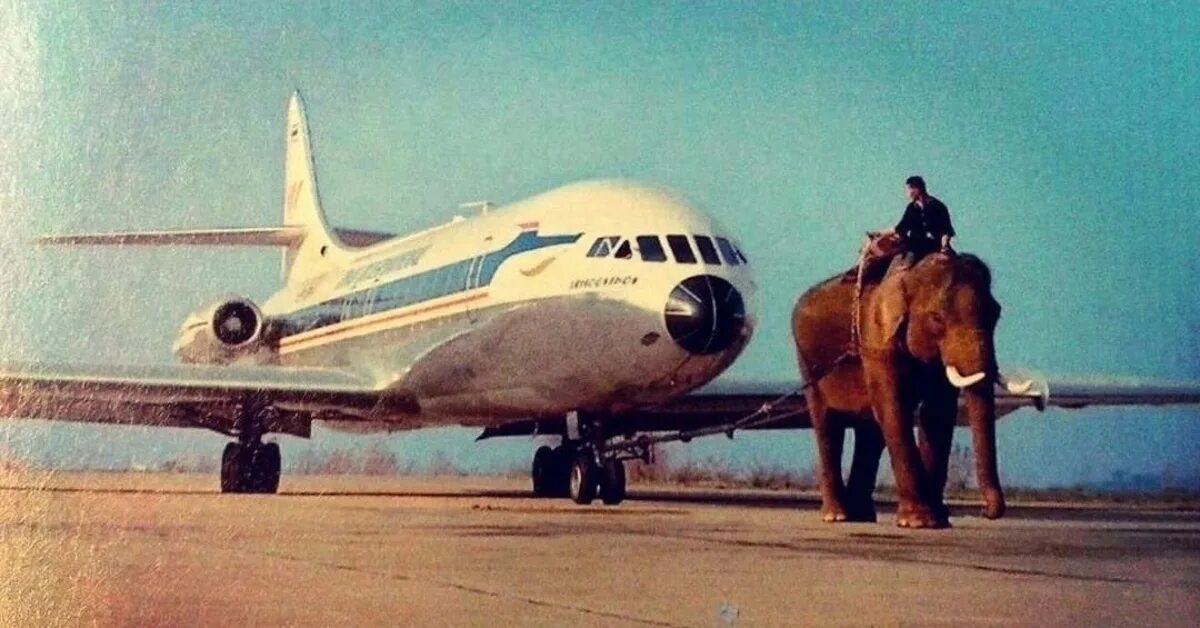 Буксировка самолета слоном. Слоны в авиации. Самолет слон. Самый смешной самолет в мире.