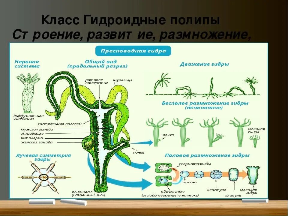 Пресноводная гидра размножается. Гидра Пресноводная строение. Пресноводная гидра строение размножение. Пресноводный полип гидра строение. Строение полипа гидры.