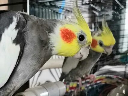 Кореллы ростов на дону