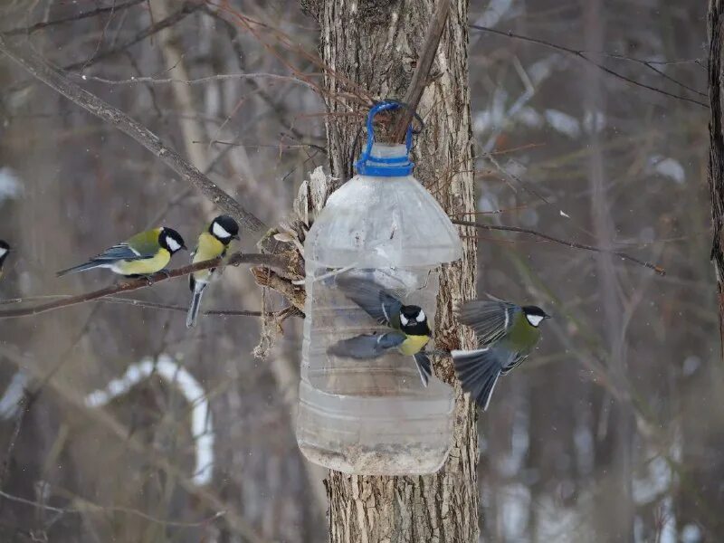 тихо в лесу синицы. «синь-синица» стих. тихо в лесу синицы. синица лазаревка в лесу. лесная синица.
