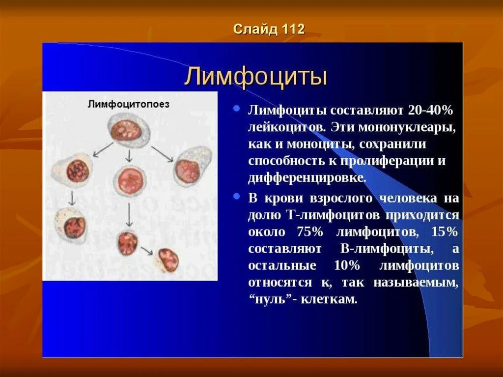 Как обозначаются лимфоциты в крови. Лимфоциты 1,08. Дифференцировка лейкоцитов. Лейкоциты и лимфоциты.