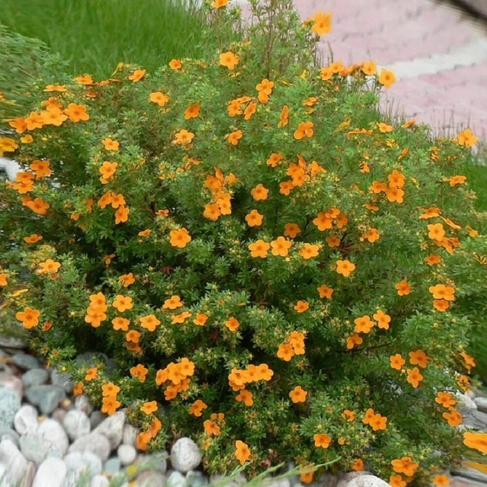 Лапчатка оранж стар. Оранж стар. Оранж стар. Бальзамин уоллера имара. Лапчатка кустарниковая хоплейс оранж.