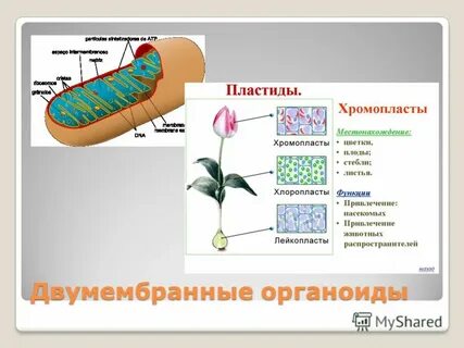 Какой органоид клетки участвует в фотосинтезе