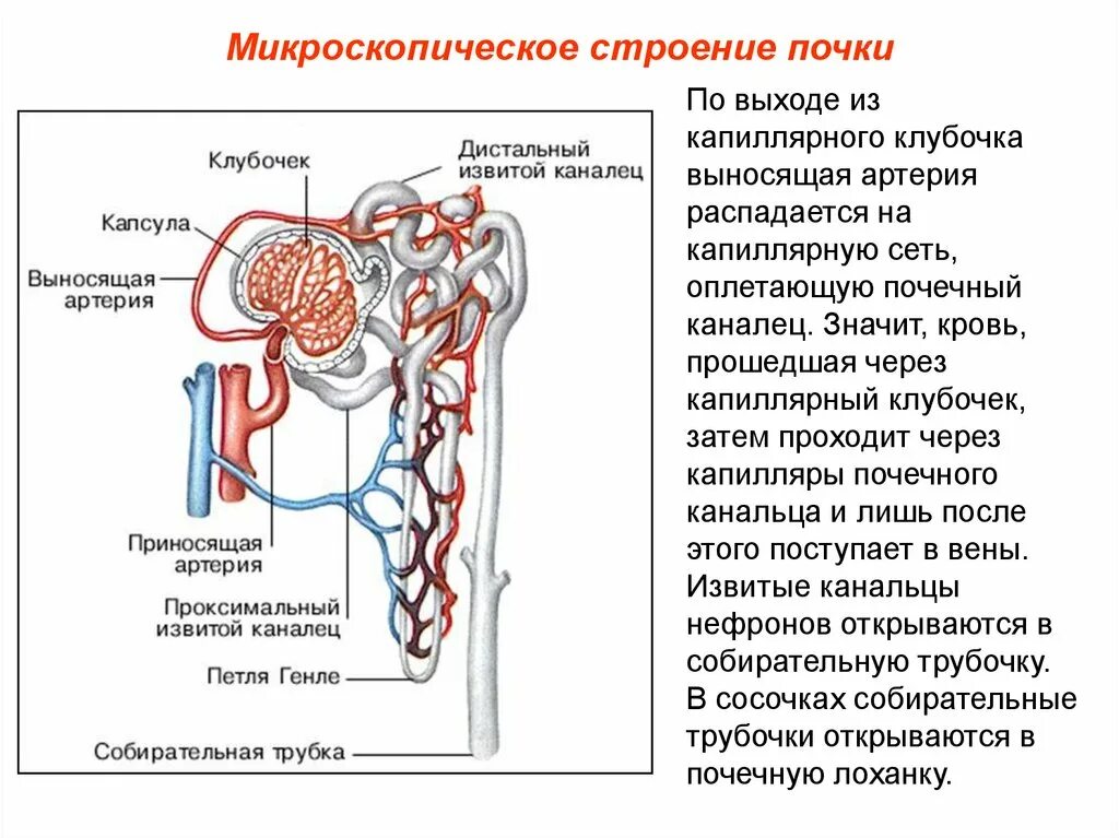 Какая кровь в клубочке нефрона. Строение нефрона почки анатомия. Мочевыделительная система человека строение нефрона. Выделительная система строение нефрона. Строение почки почечный каналец.