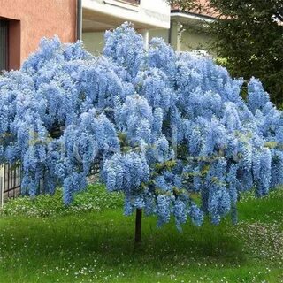 Глициния луны