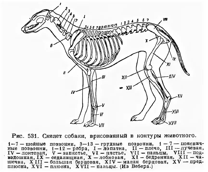 Осевой скелет собаки. Скелет собаки строение схема. Скелет млекопитающих собака. Строение скелета собаки 7 класс.