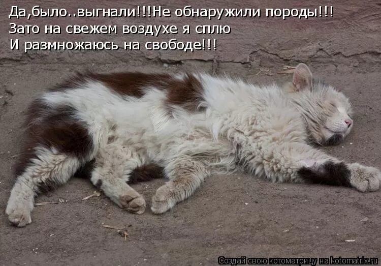 сон выгнать кота. что коты видят во сне. коты спят с хозяевами. сон выгнать кота. кота выгнали.