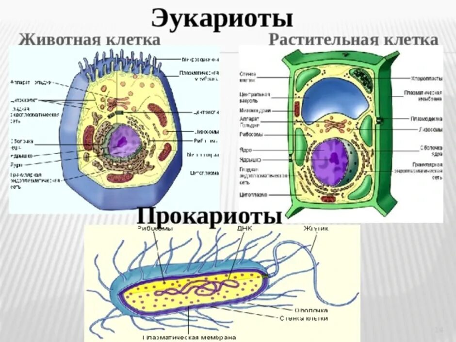 Строение эукариотической клетки растения рисунок. Строение эукариотической клетки и прокариотической клетки. Строение клетки эукариот растений. Схема клетки эукариот.