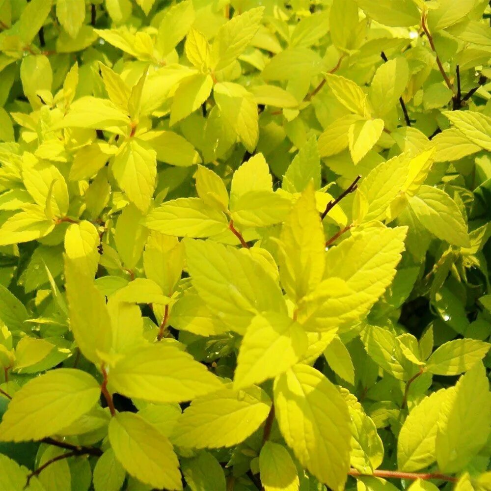 дерен белый cornus alba argenteomarginata. лох серебристый узколистный серебристый. кустарник со светлыми листьями. спирея golden princess. кустарник со светлыми листьями.